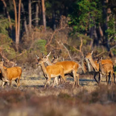 Modern Veluwe With Private Garden - Forest And Sauna Nearby Chalet Putten