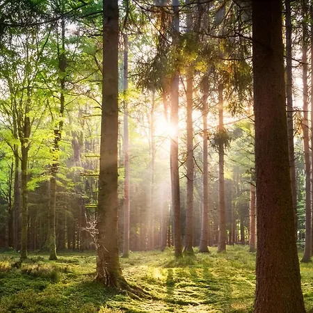 Modern Veluwe With Private Garden - Forest And Sauna Nearby