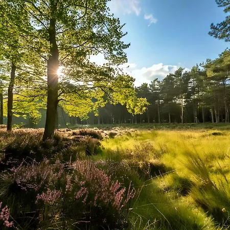 Chalet Modern Veluwe With Private Garden - Forest And Sauna Nearby